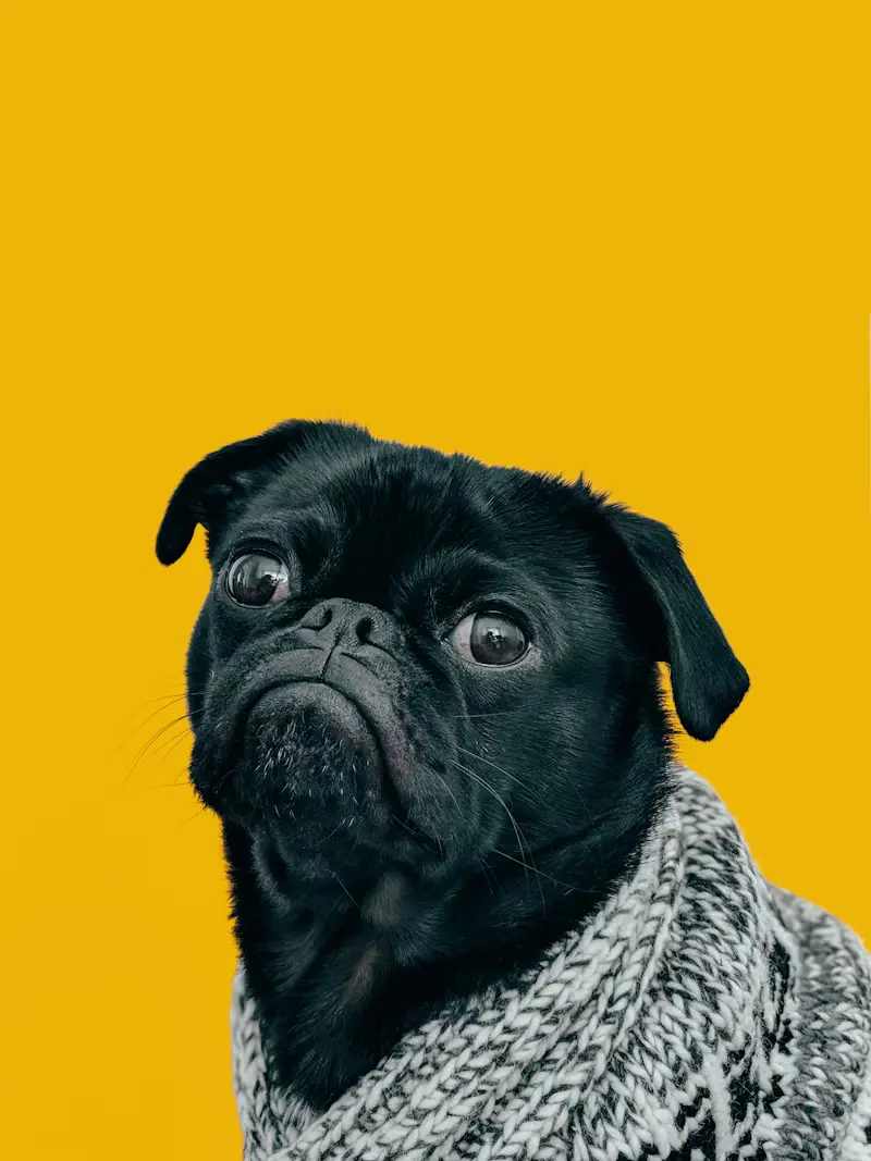 Happy Dog