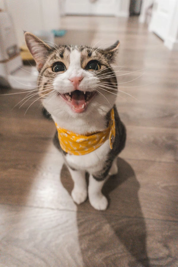 Cat playing