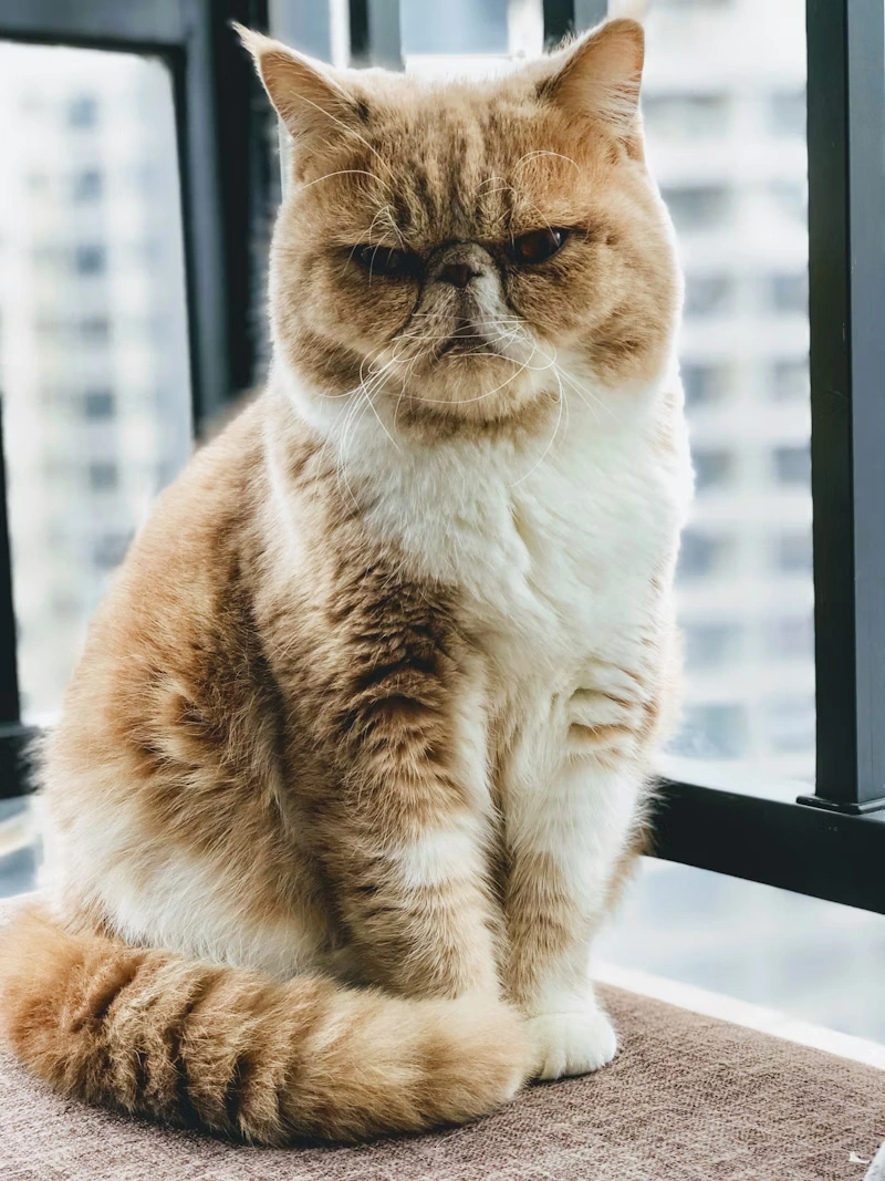 Beautiful cat resting