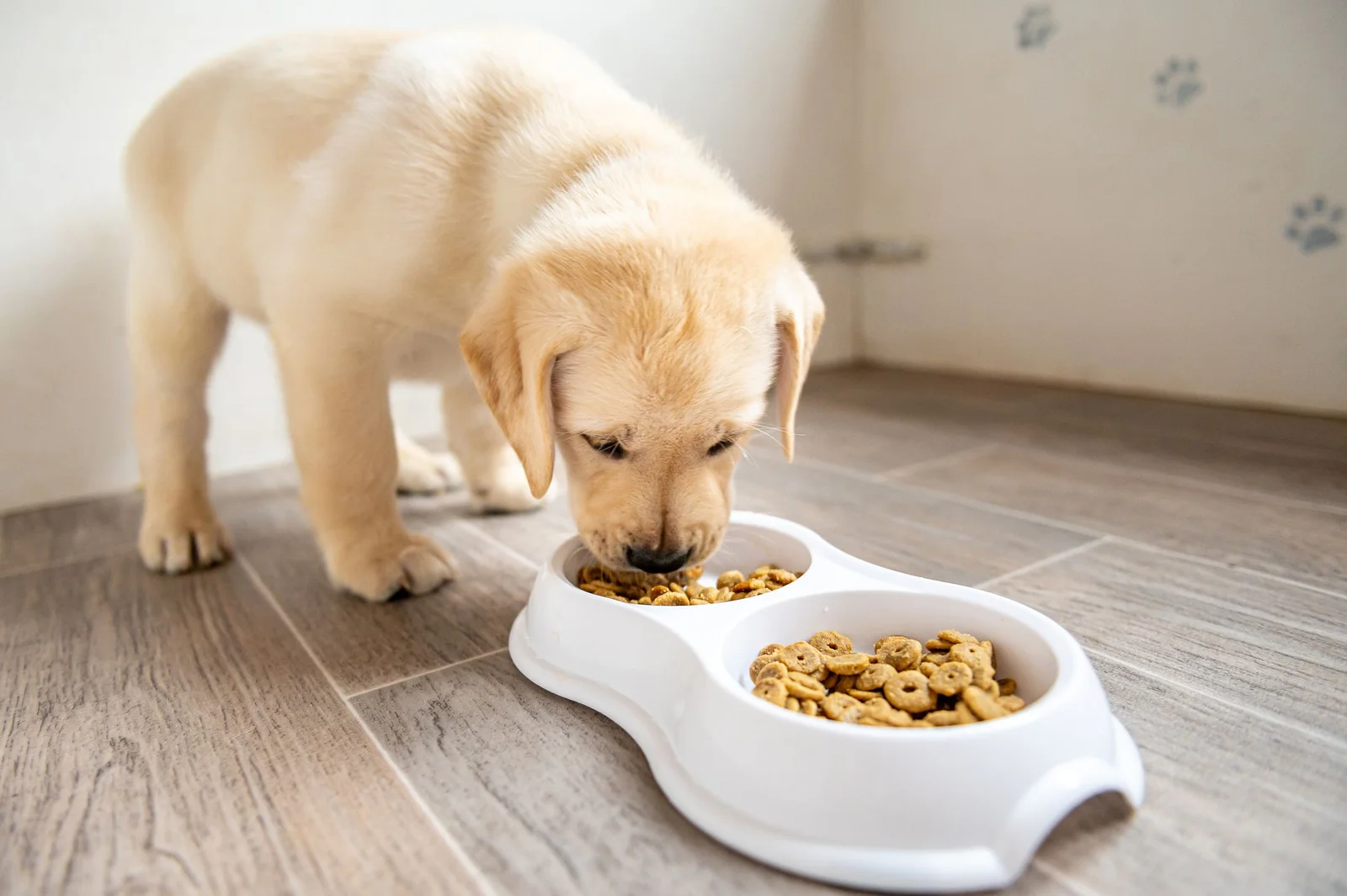 Bowl of premium dry pet food