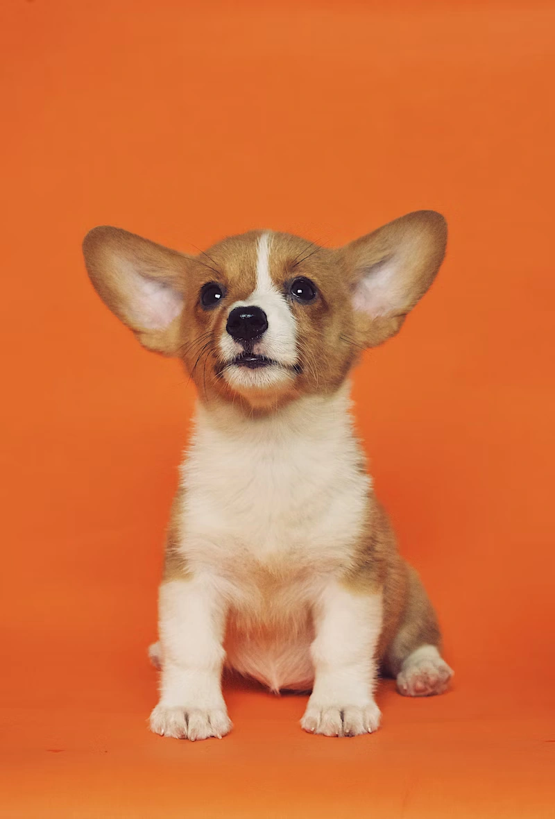 Smart Dog