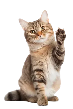 Overlapping Cat
